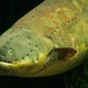 An electric eel (Electrophorus electricus). Image: Sander van der Wel